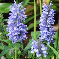 Catmint 'Blue Moon' C2