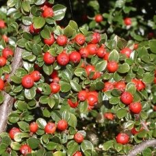 Bearberry cotoneaster 'MAJOR', C2