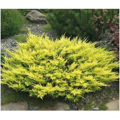 Creeping juniper 'Limeglow' C5