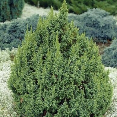 Ping's Juniper 'Loderi', C2