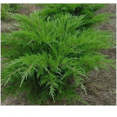 Pfitzer juniper 'Mint Julep' C5