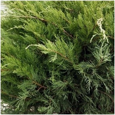 Pfitzer juniper 'Mint Julep' C5 2