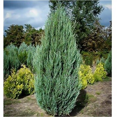 Rocky mountain juniper 'Skyrocket', C2