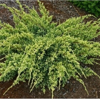 Flaky Juniper 'DREAM JOY', C2