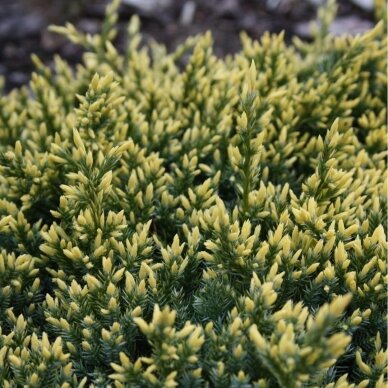 Flaky Juniper 'DREAM JOY', C2 3