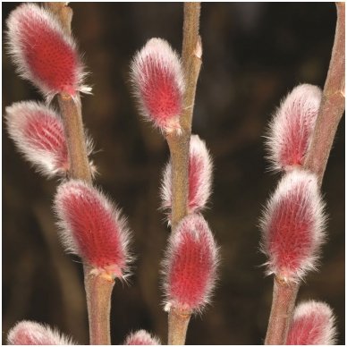 Rose Gold Pussy Willow 'Mt Aso' C5