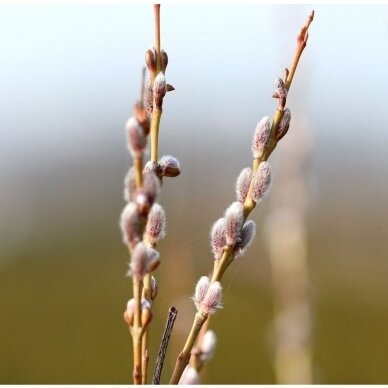 Weeping purple willow 'Howki' C5