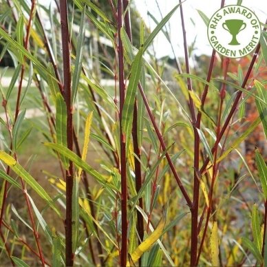 Weeping purple willow 'Nancy Saunders', C60 (60x30x25 cm)