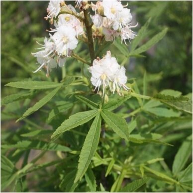 Horse-chestnut 'Digitata' C20