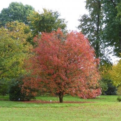 Kaštonas glotniavaisis 'HERKENRODE' C20 3