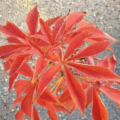 Kaštonas glotniavaisis 'October Red' C20, Pa