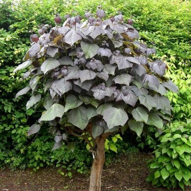 Indian Bean Tree 'Purpurea' C10 3