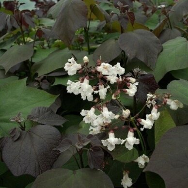 Indian Bean Tree 'Purpurea' C10 2