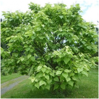 Northern catalpa 'Pulverulenta' C30 2