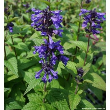 Catmint 'Neptune', C2 2