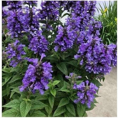 Catmint 'Neptune', C2