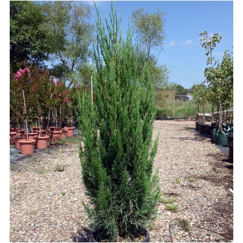 Chinese juniper 'Spartan' C2 | Kadagys kininis | Junipers | Conifers ...