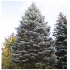 White Fir 'Violacea' C20