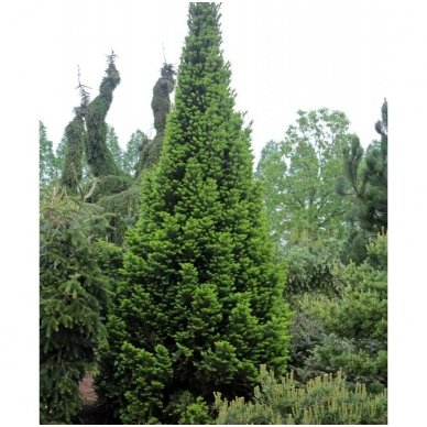 European silver fir 'Pyramidalis' C20