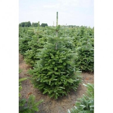 Korean Fir (In the ground 100-150)