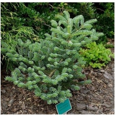 Korean Fir 'Bonsai Blue' C10