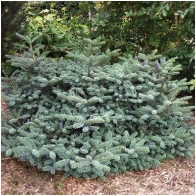 Korean Fir 'Bonsai Blue' C10 2