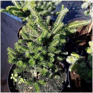 Korean Fir 'Brevifolia' C10