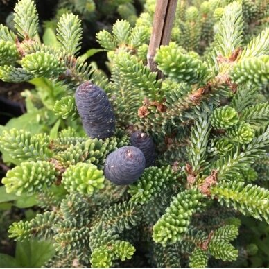 Korean Fir 'Brevifolia' C10 2