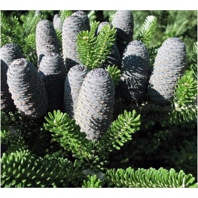 Korean Fir (In the ground 100-150) 3