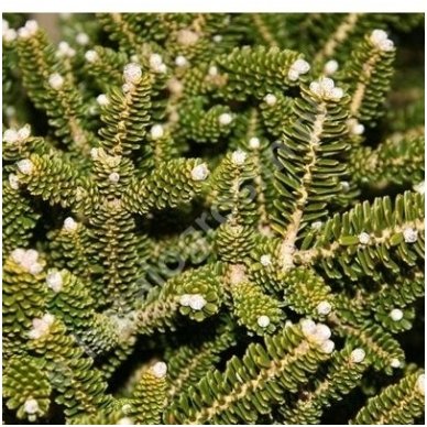 Korean Fir 'Oberon' C10 2