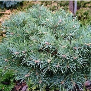 White Fir  'Eagle point' C10, Pa