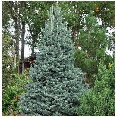 Alpine fir 'Argentea' C5