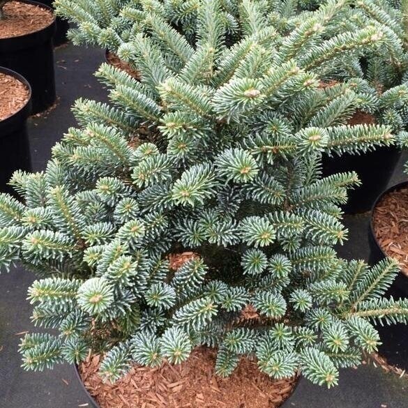 Abies koreana 'Blue Emperor' (Korean Fir)