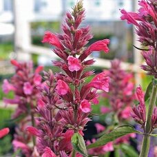 Hummingbird Mint 'Red Fortune' C2