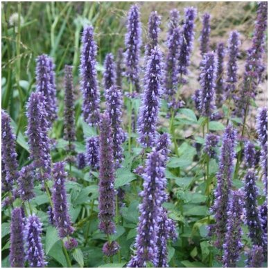 Agastache 'Blue Fortune' C2