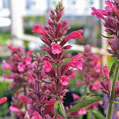 Hummingbird Mint 'Red Fortune' C2