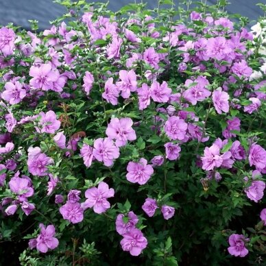 Rose mallow 'LAVENDER CHIFFON' C5 2