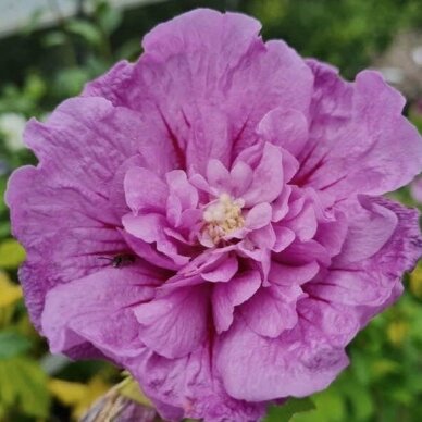 Rose mallow 'LAVENDER CHIFFON' C5