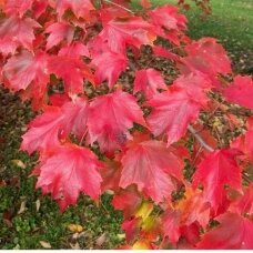 Klevas raudonasis 'Autumn Radiance' C10