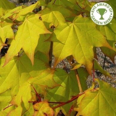 Golden Cappadocian Maple 'Aureum' C15