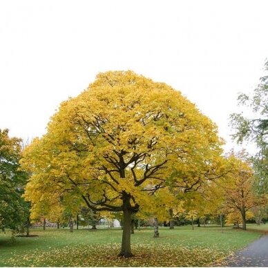 Golden Cappadocian Maple 'Aureum' C15 2