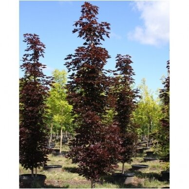 Norway maple 'Crimson Sentry' C10, Pa