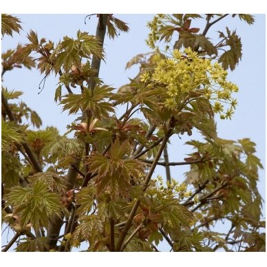 Norway maple 'Globosum' C30, Pa 2