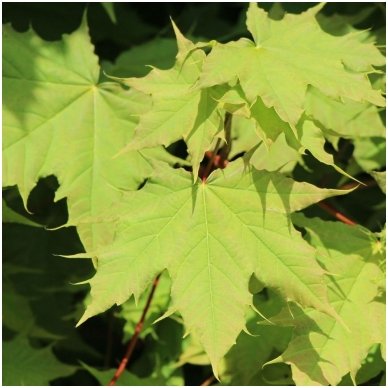 Norway maple 'Globosum' C60 Pa 3