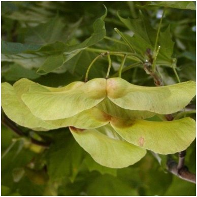 Norway maple 'Globosum' C60 Pa 4