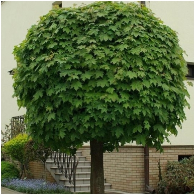 Norway maple 'Globosum Select' C30