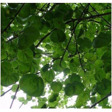 Norway maple 'Tharandt' C12 3