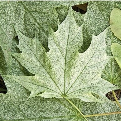 Norway maple 'Walderseei', C12, Pa