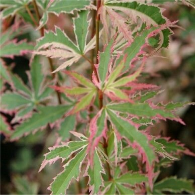 Japanese Maple 'Butterfly', C10 2