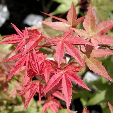 Japanese Maple 'Deshojo' C10